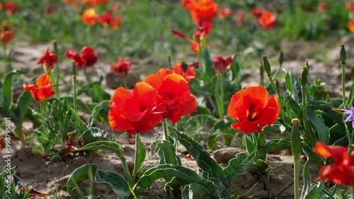 Wild Red Data Book tulips Greig in the fields of Kazakhstan. Spring flowers under the rays of sunlight. Beautiful landscape of nature. Hi spring. Beautiful flowers on a green meadow.