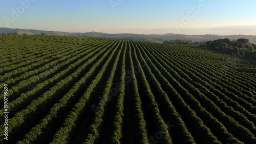 Filmagem aérea cinematográfica de fazenda de café ao nascer do sol no Brasil