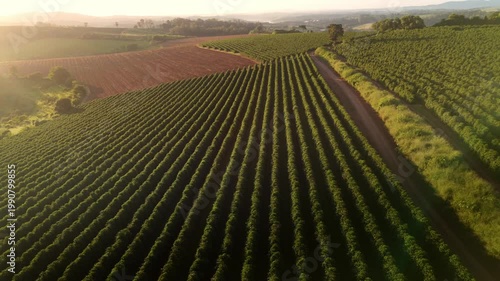Vídeo aéreo de fazenda de café capturado por drone na luz dourada do entardecer