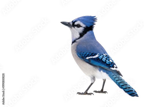 Foto Blue jay bird perched and looking to the side on white background with wildlife
