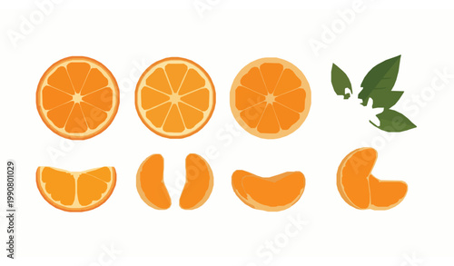 Orange and mandarin slices with blossom vector illustration in fresh citrus flat style