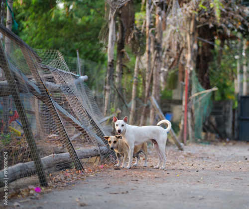 Stray Dogs Standing on Rural Road Looking at Camera
