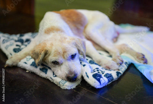 Senior Dog Resting on Blanket Close Up Indoors