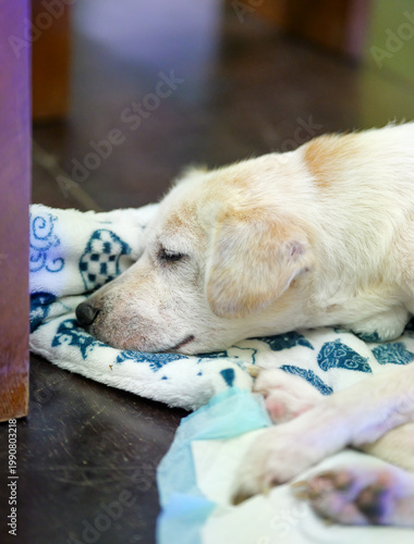 Senior Dog Resting on Blanket Close Up Indoors