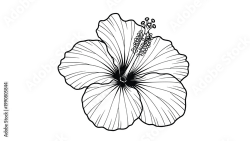 Detailed black and white line drawing of a single hibiscus flower featuring delicate petals and a long stamen on a plain white background.