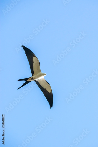 Swallow-tailed kite