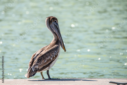 A brown Pelican 