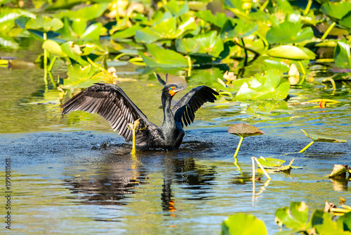 Double crested Cormorant in the Everglades. 