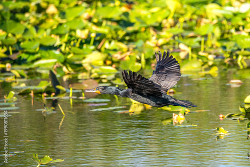 Double crested Cormorant in the Everglades. 
