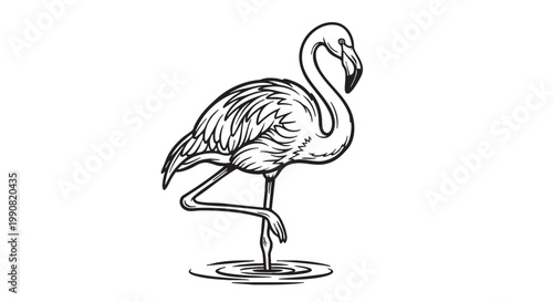 Flamingo, pink flamingo, bird, wildlife illustration, vector icon