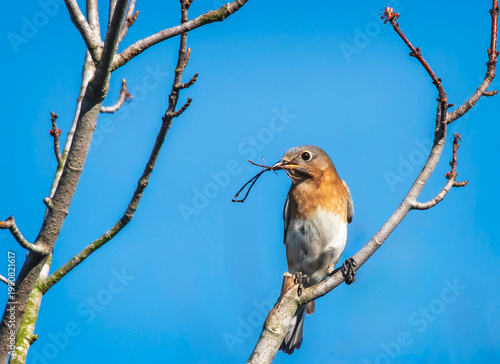 Eastern Bluebird Female with Twig in Beak
