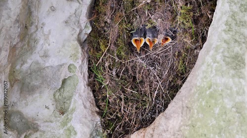 White-throated dipper feeding chicks in the neast (Cinclus cinclus). European dipper
