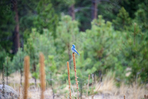 blue bird on a branch