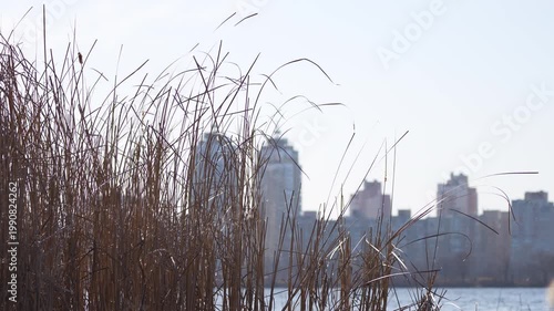 reeds on the river in the city