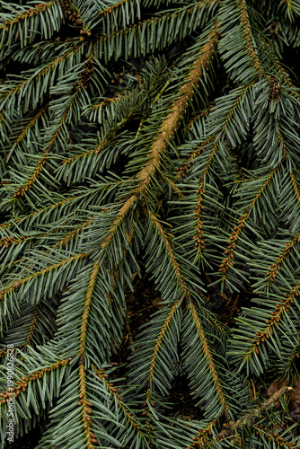 Texture de branches de sapin en gros plan, fond végétal
