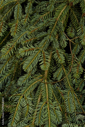 Texture de branches de sapin en gros plan, fond végétal