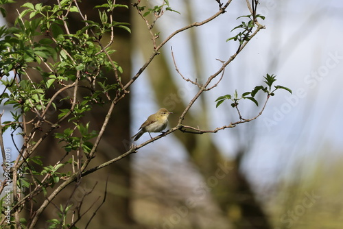 the male Iberian chiffchaff (Phylloscopus ibericus) a very rare migrant to the UK