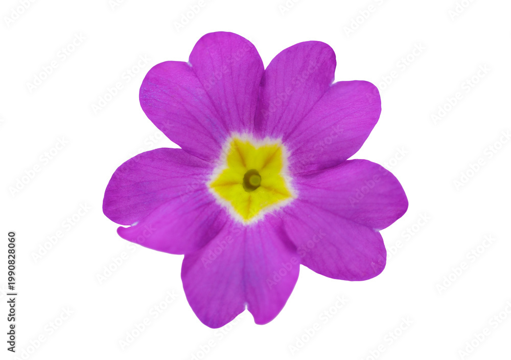 Obraz premium close up of colorful primula flower isolated on transparent background, top view