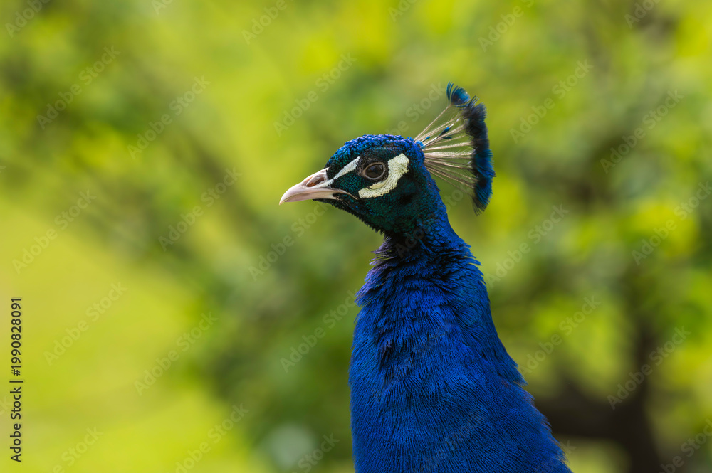 Obraz premium Portrait eines Blauen Pfau