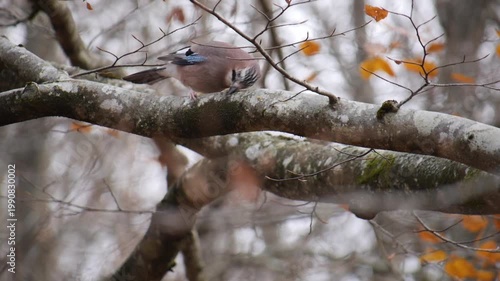 Elegant jay birds dancing among autumn branches in a misty forest