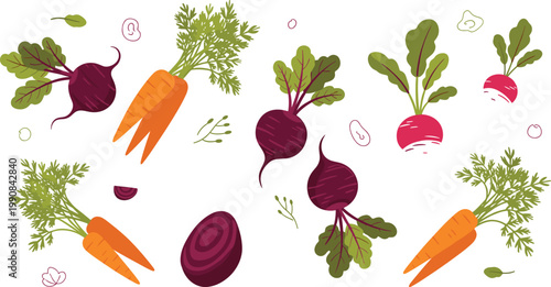 Root Vegetables Collection with Carrots, Beetroots and Radishes, Fresh Organic Farm Produce for Healthy Cooking, Nutrition and Natural Food Vector Illustration.