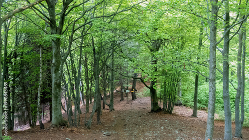 forest in strona valley during spring in piedmont, italy