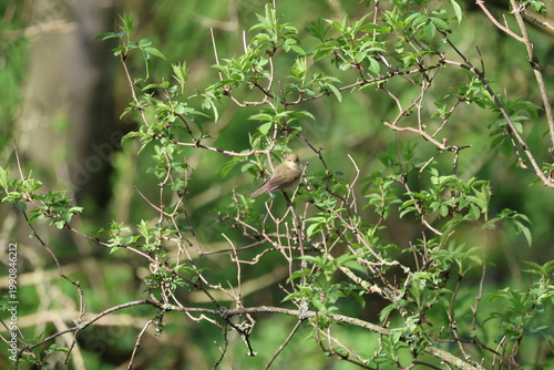 the Iberian chiffchaff (Phylloscopus ibericus) a rare visitor to the UK
