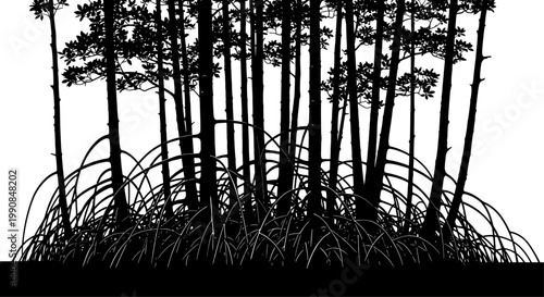 Mangrove trees silhouette with exposed stilt roots in a swamp