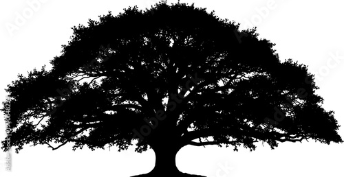 Massive spreading oak tree silhouette with wide branches