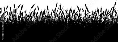 Wheat stalks silhouette growing in a fertile field