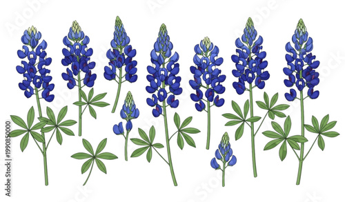 Tableau sur toile Bluebonnet flower vector set lupine botanical blue wildflower illustration