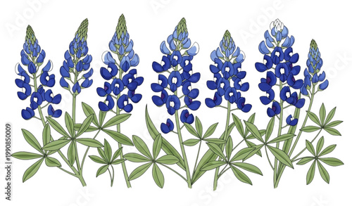 Photos Bluebonnet botanical vector set floral wildflower illustration design