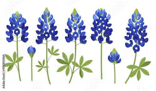 Bluebonnet vector illustration set blue wildflower botanical design