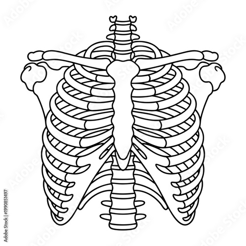 Black and white simplified of a human rib cage skeleton