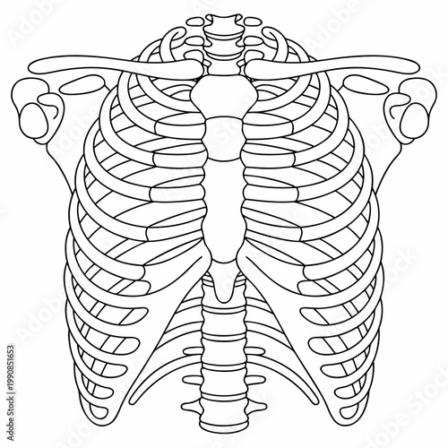 Simplified upper torso skeleton outline human skeleton