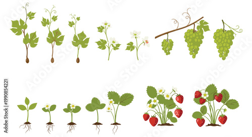 Botanical illustration showing the different growth stages of grapes and strawberries from sprouts and flowers to ripe fruits.