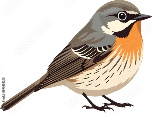 European robin bird vector illustration, colorful songbird with orange breast and grey feathers, realistic avian wildlife graphic for nature design