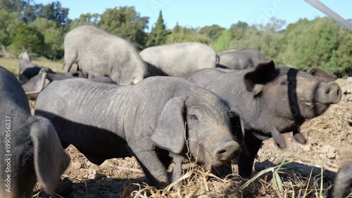 A herd of black Iberian pigs foraging and rooting in the earth on a free-range pasture. Curious movement, piglets, and adults in a natural farm setting under a blue sky. (165 caracteres)