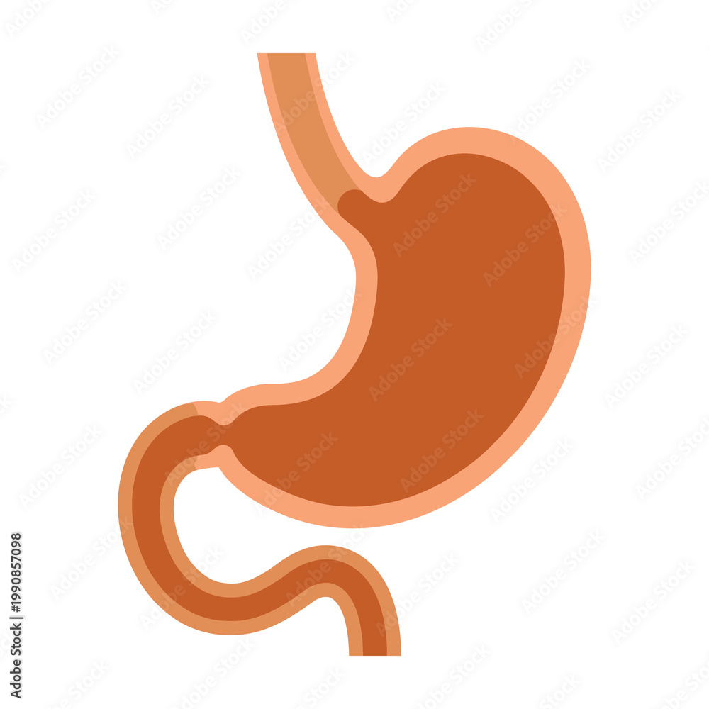 Fototapeta premium Human stomach anatomy illustration