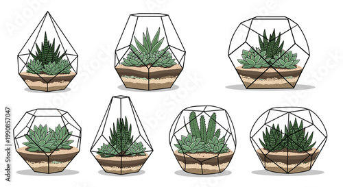 Collection of elegant geometric glass terrariums containing various green succulent plants on a white background.