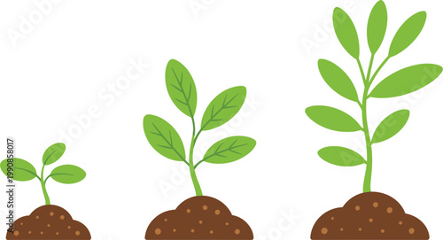 Plant growth stages vector illustration, seedling development progression garden sprout lifecycle nature education concept design