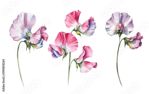 Obraz na plátně Delicate sweet pea bloom with airy curves and soft tones in watercolor