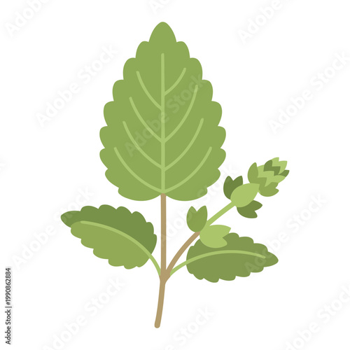 Green leafy plant with large and small leaves foliage