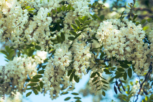 close up of a bunch of flowers