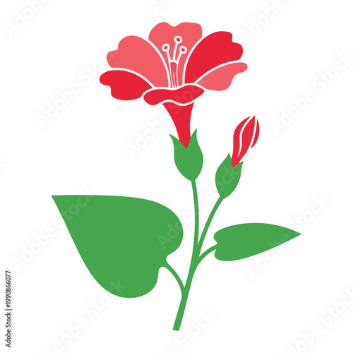 Red Mirabilis flower with green leaves and buds red flower