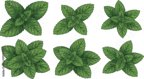 Fresh Basil Leaves Set for Cooking, Organic Herbs for Healthy Eating, Flavorful Culinary Herb Illustration for Cooking and Garnishing