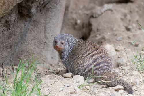 Bilde på lerret A banded mongoose at a local zoo