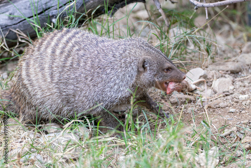 Obraz na płótnie A banded mongoose at a local zoo