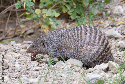 Obraz na płótnie A banded mongoose at a local zoo