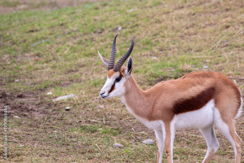 A springbuck at a local zoo